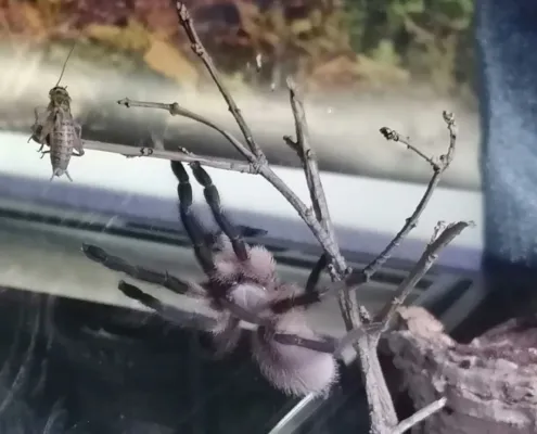 Monocentropus balfouri jagt Heimchen Monocentropus balfouri jagt Heimchen