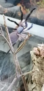 Monocentropus balfouri junge Vogelspinne