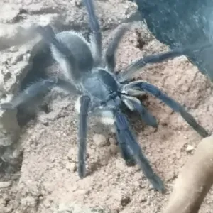 Monocentropus balfouri juveline Vogelspinne