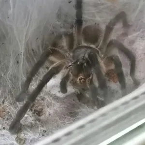 Monocentropus balfouri Männchen