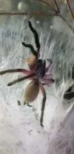 Monocentropus balfouri mit Heimchen zwischen den Zähnchen