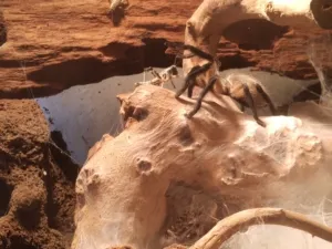 Monocentropus balfouri mit Heuschrecke