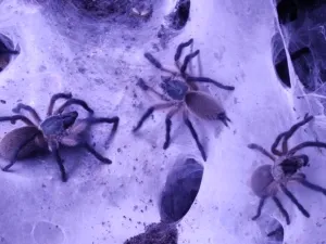 Monocentropus balfouri Nachwuchs 12