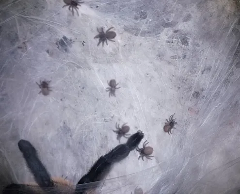 Monocentropus balfouri Nachwuchs