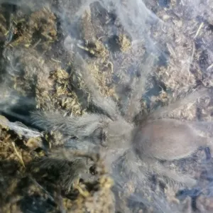 Monocentropus balfouri Nachwuchs