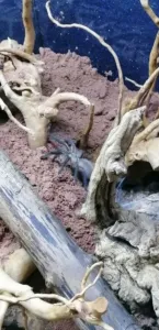 Monocentropus balfouri spaziert im Terrarium