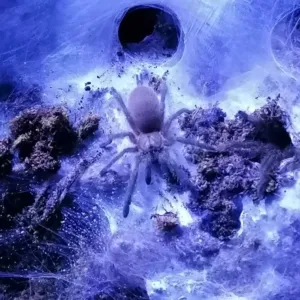 Monocentropus balfouri Spiderling