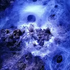 Monocentropus balfouri Spiderling