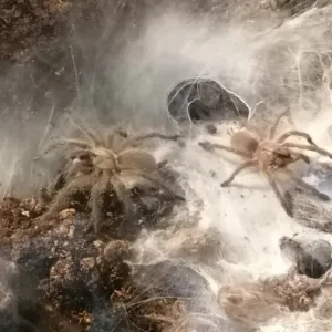 Monocentropus balfouri Spiderlinge