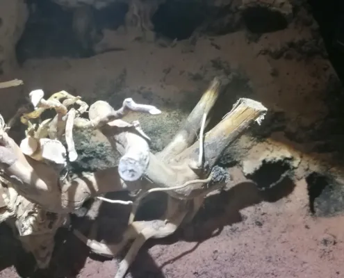 Monocentropus balfouri Terrarium