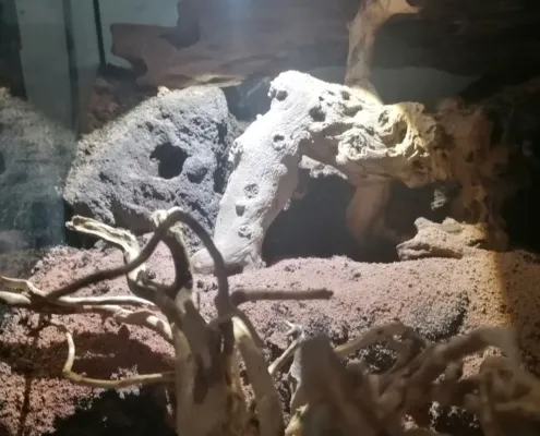 Monocentropus balfouri Terrarium kurz vor Einzug