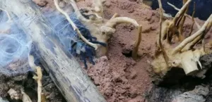 Monocentropus balfouri verlässt ihren Bau