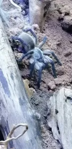 Monocentropus balfouri Vogelspinne 0.0.1