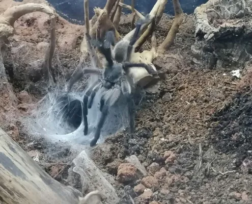 Monocentropus balfouri Vogelspinne 2022 Monocentropus balfouri Vogelspinne