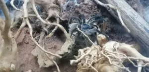 Monocentropus balfouri Vogelspinne