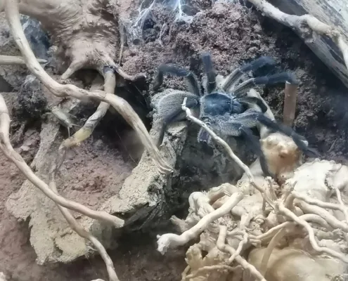 Monocentropus balfouri Vogelspinne Monocentropus balfouri Vogelspinne