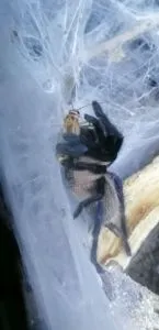 Monocentropus balfouri Vogelspinne FH7