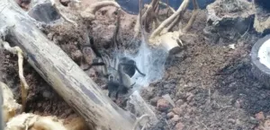 Monocentropus balfouri Vogelspinne Jemen