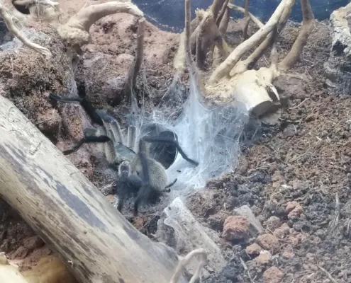 Monocentropus balfouri Vogelspinne Jemen Monocentropus balfouri Vogelspinne Jemen