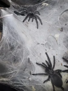 Monocentropus balfouri Vogelspinnen 2020-013