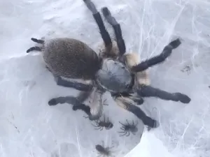 Monocentropus balfouri Vogelspinnen 2021-22