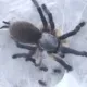 Monocentropus balfouri Vogelspinnen 2021-22