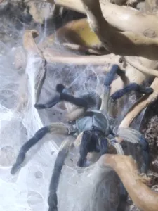 Monocentropus balfouri Vogelspinnen 2021-227