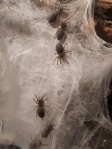 Monocentropus balfouri Vogelspinnen