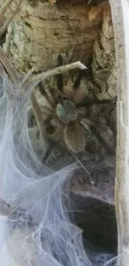 Monocentropus balfouri Vogelspinnen - Insel Sokotra - Jemen