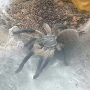 Monocentropus balfouri Weibchen 2022