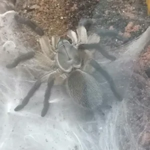 Monocentropus balfouri Weibchen