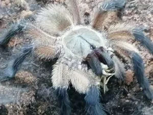 Monocentropus_balfouri Vogelspinne