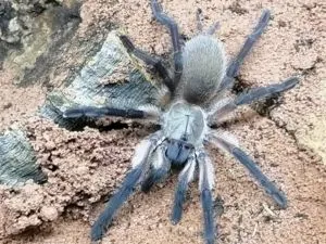 Monocentropus balfouri | Blaue Jemen Vogelspinne