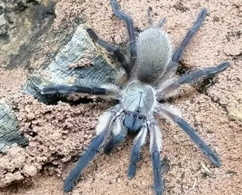 Monocentropus balfouri | Blaue Jemen Vogelspinne