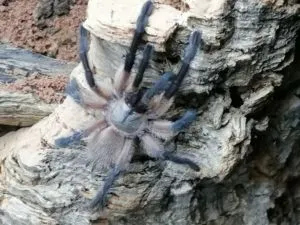 Monocentropus balfouri | Blaue Jemen Vogelspinne | Gruppenhaltung