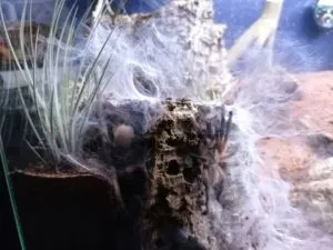 Monocentropus balfouri 0.0.2 von 0.0.8 Fresshaut 7 und 8