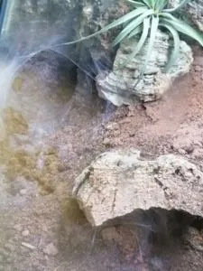 monocentropus_balfouri_Eingang Wohnung