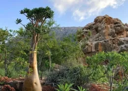 socotra island