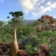 socotra island