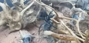 Monocentropus balfouri Juvelin