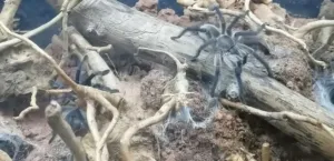 Blaue Jemen-Vogelspinne Adulte Tiere