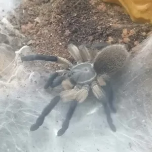 Blaue Jemen-Vogelspinne Adult