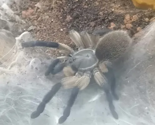 Blaue Jemen-Vogelspinne Adult Blaue Jemen-Vogelspinne Adult