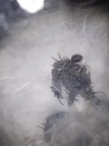 Blaue Jemen Vogelspinnen