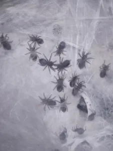 Blaue Jemen Vogelspinnen Nachwuchs