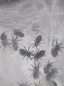 Blaue Jemen Vogelspinnen Nachwuchs