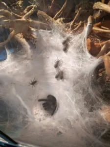 monocentropus-balfouri babys 2