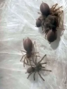 Spider Babys