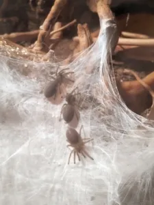 monocentropus-balfouri babys 4