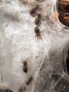 monocentropus-balfouri babys 3